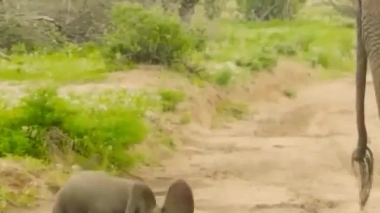 Cute baby elephant funny video