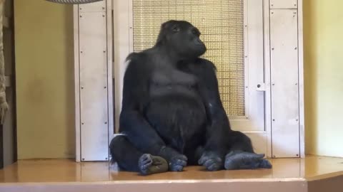 A gorilla in love asks for love