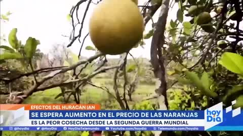 Pronostican aumento en precio de las naranjas a causa de Ian | Noticias Telemundo