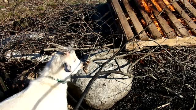 Flock it Farm: Fire fighting goat