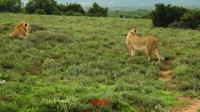 Tiger, Cute Animal,