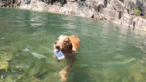 this is my job,cell phone lifeguard