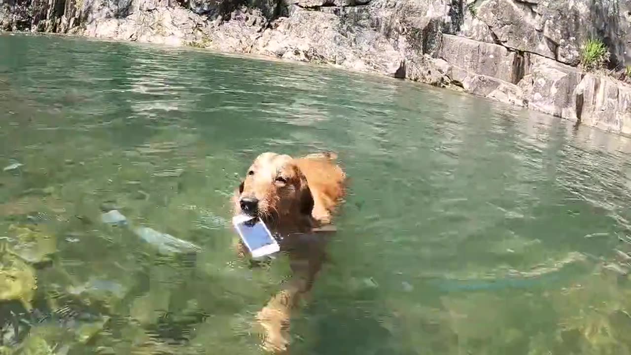 this is my job,cell phone lifeguard