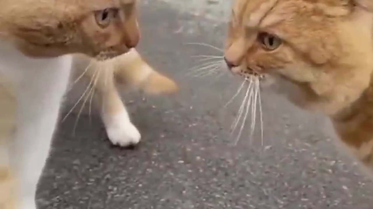 Trrnding Cute Cats😹Funny Fail ops Moments Clips