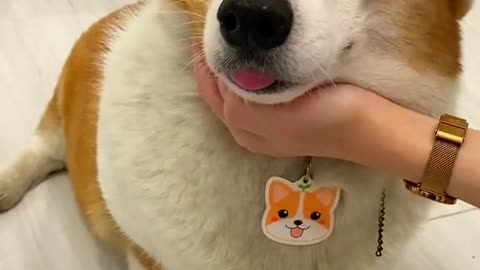 Funny animals