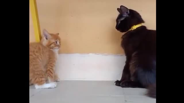 Finally, the offender is identified.