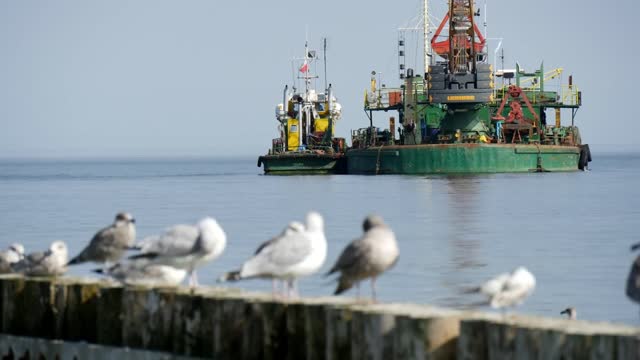 Animal world # migratory birds # flocks of birds at the docks #