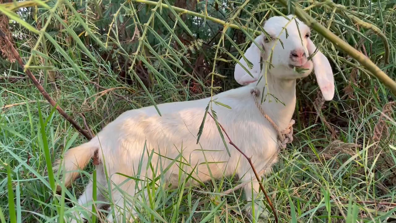 Goat eat food, so cute goat at rice field (1)