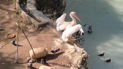 Birds, Music, Islamabad, Zoo