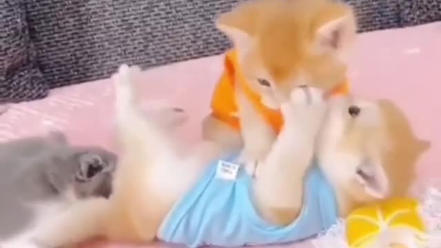 Cute Kittens Playing