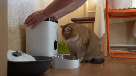PETLIBRO Automatic Cat Feeder!