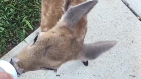 Baby deer comes out every morning and evening to her name.