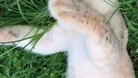 I don't want to grow up a lion