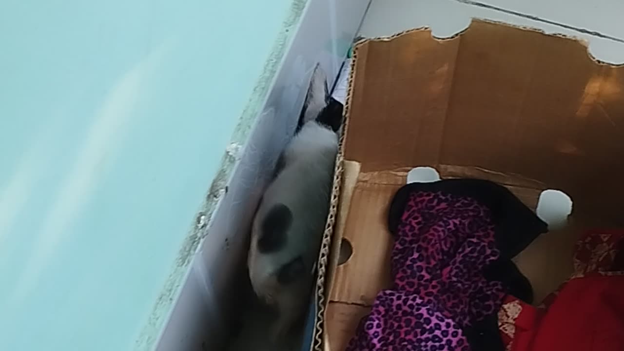 Cat has priceless reaction after spotting a bird