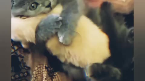 Nice cat