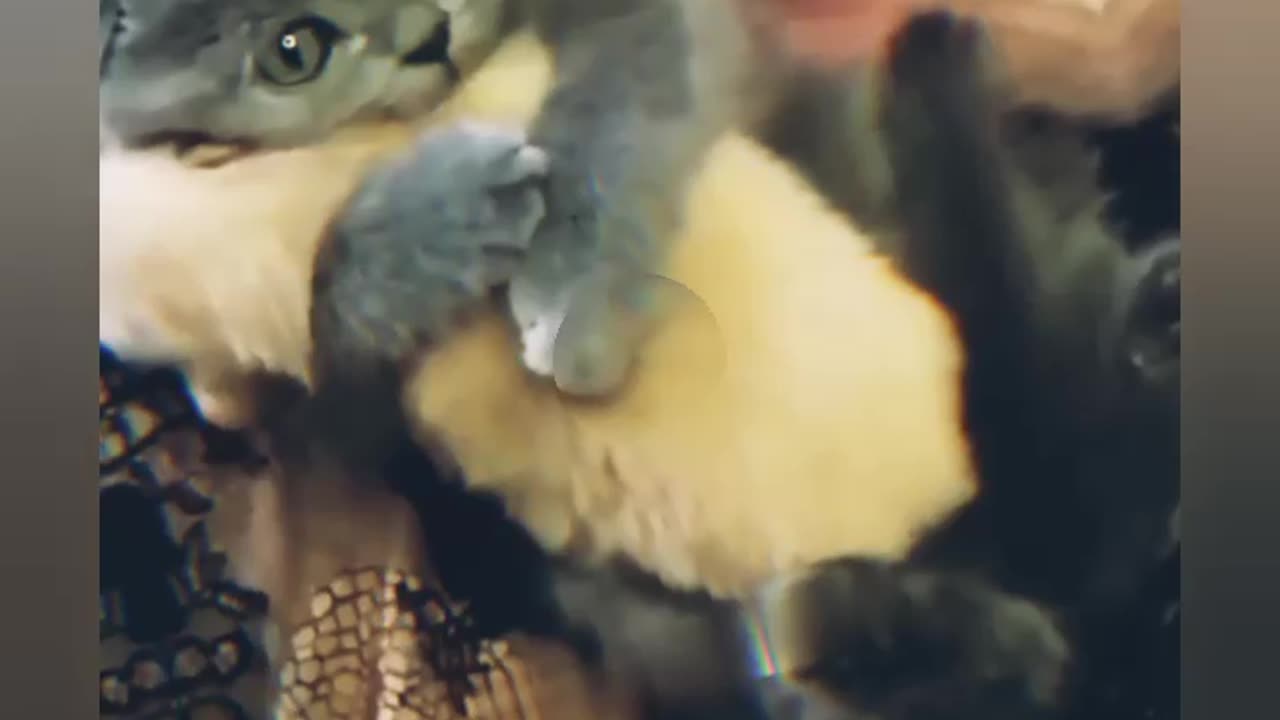 Nice cat