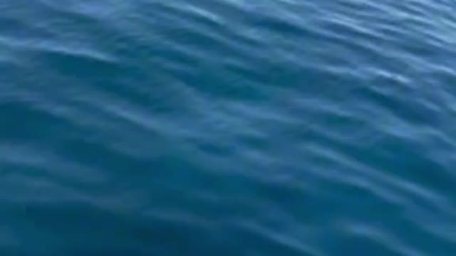 OMG Fishh