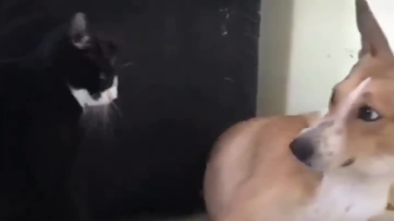 Strong slap of the cat