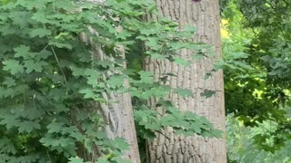 Hummingbird feeder