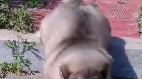 CUTE Clumsy Little Dog!🐶