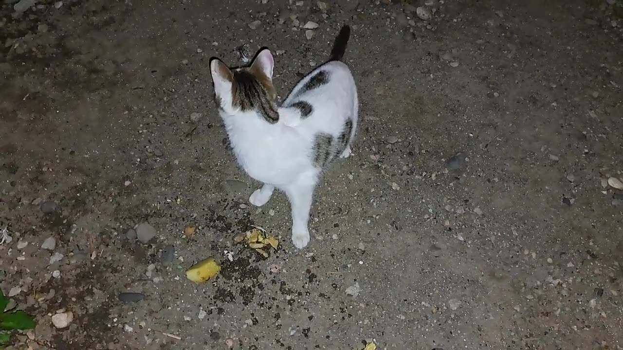 Cowardly Street Cat Runs Away From Me (My Night Visitors)