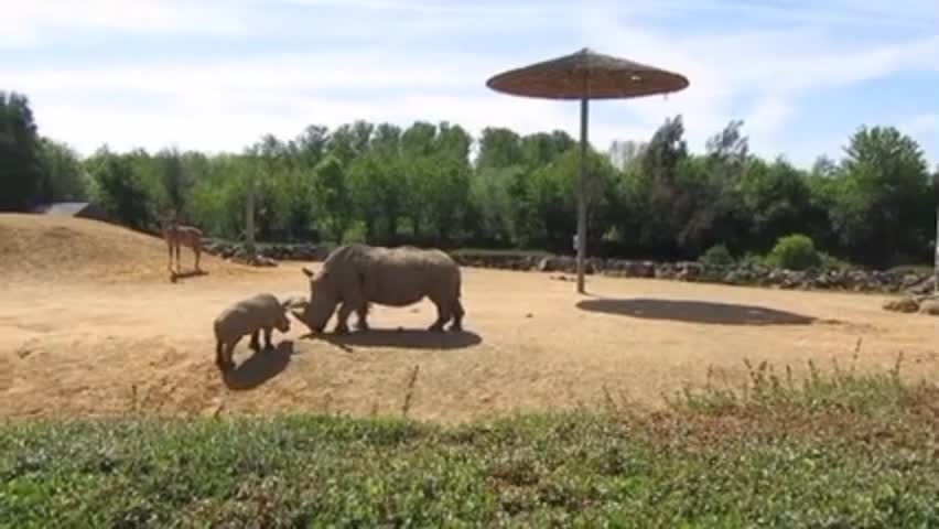 strolling through the zoo were these rhinoceros.