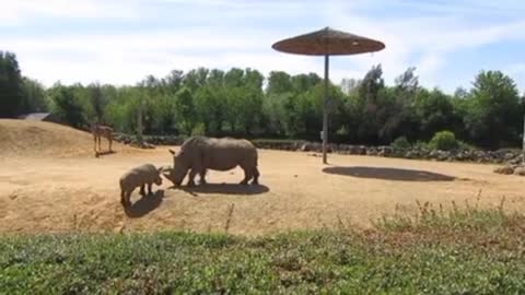 strolling through the zoo were these rhinoceros.