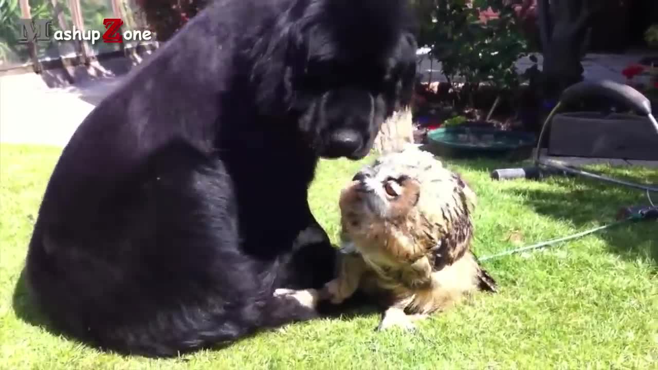 An owl who gets high on music