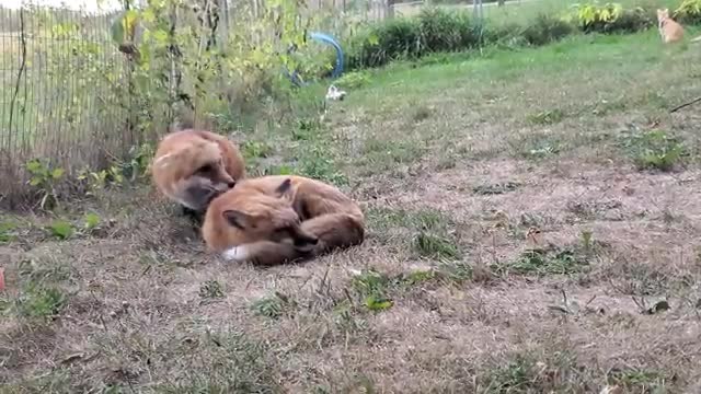 Foxes, Cats, and Cuddles