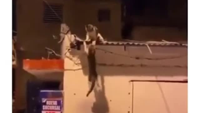 Rooftop Cat Fight 💛