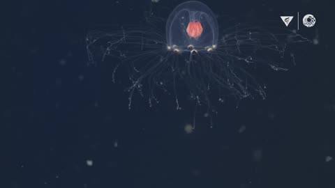 10 minutes of fascinating deep-sea animals _ Into The Deep