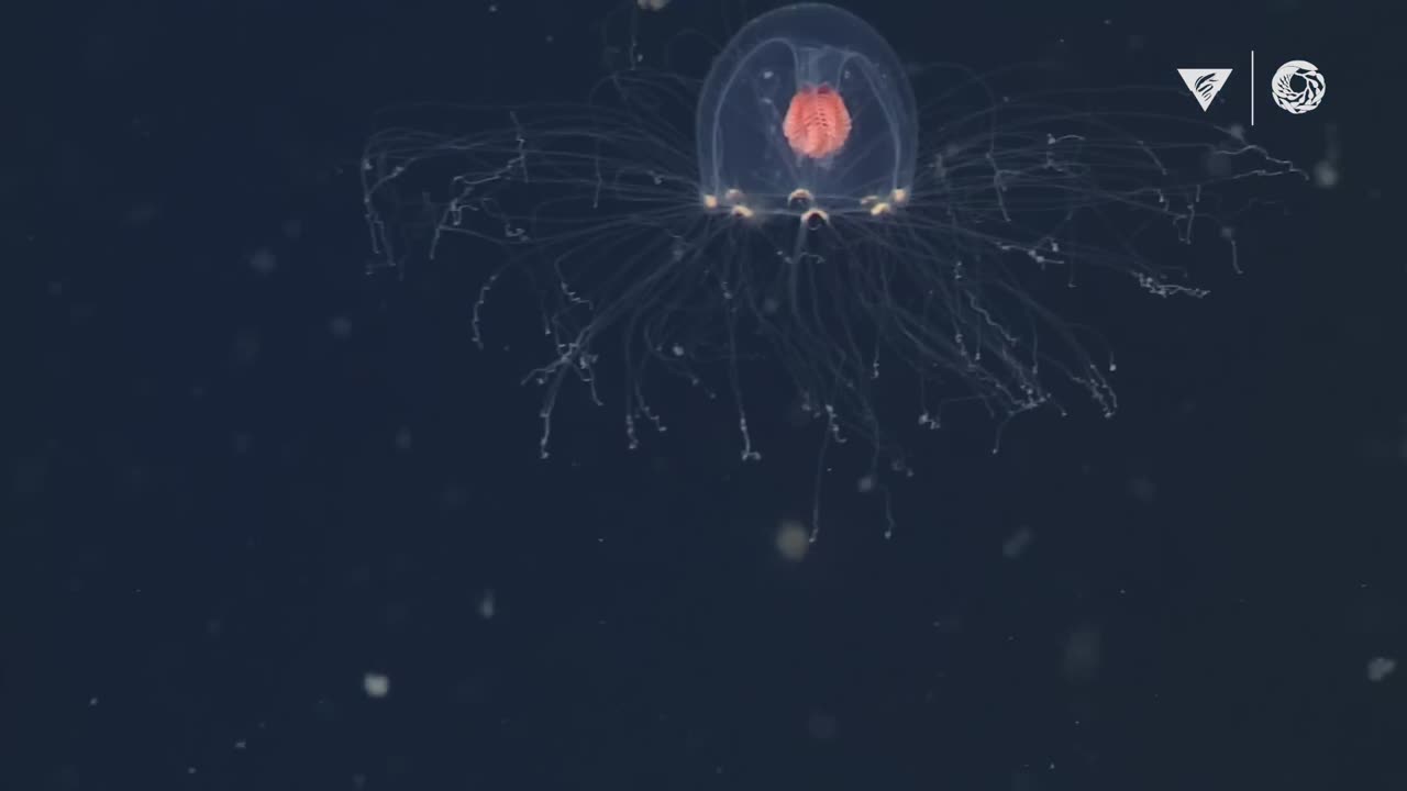 10 minutes of fascinating deep-sea animals _ Into The Deep
