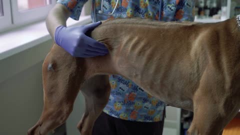Veterinarian feels the belly of a dog