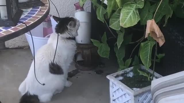 Cat Attacks Kitten Hidden Behind Plants