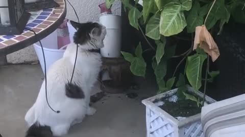 Cat Attacks Kitten Hidden Behind Plants