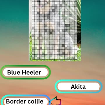 Bow-wow Trivia Challenge 3