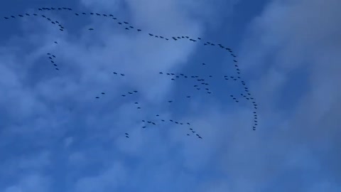 No honking ! Officer write them up