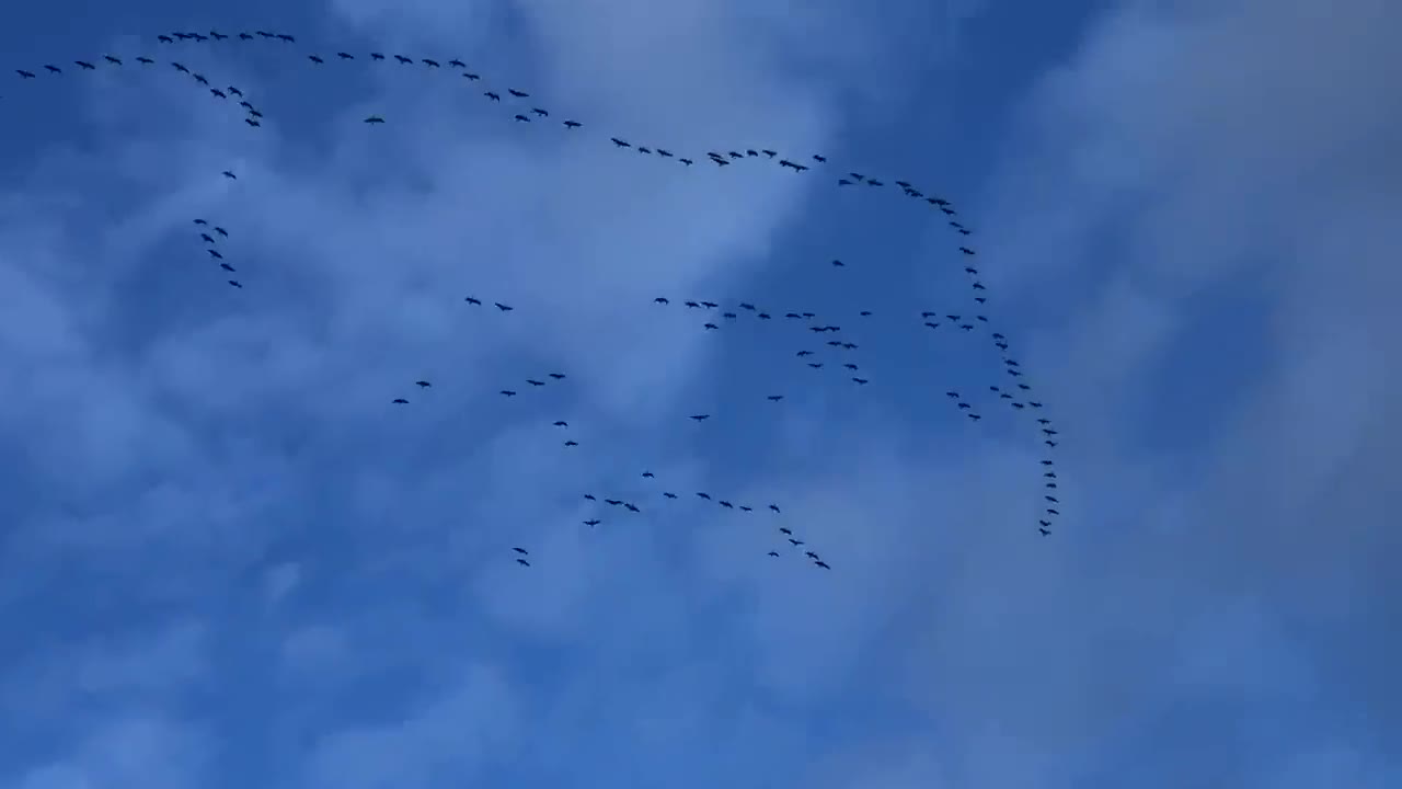 No honking ! Officer write them up