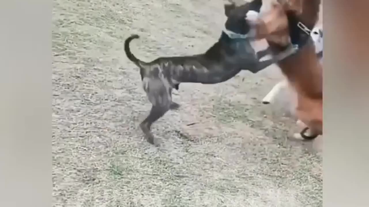 Animal Funny Video