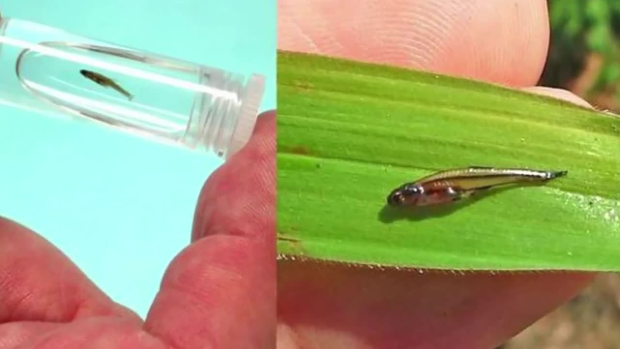 Top 17 Worlds Smallest Animals