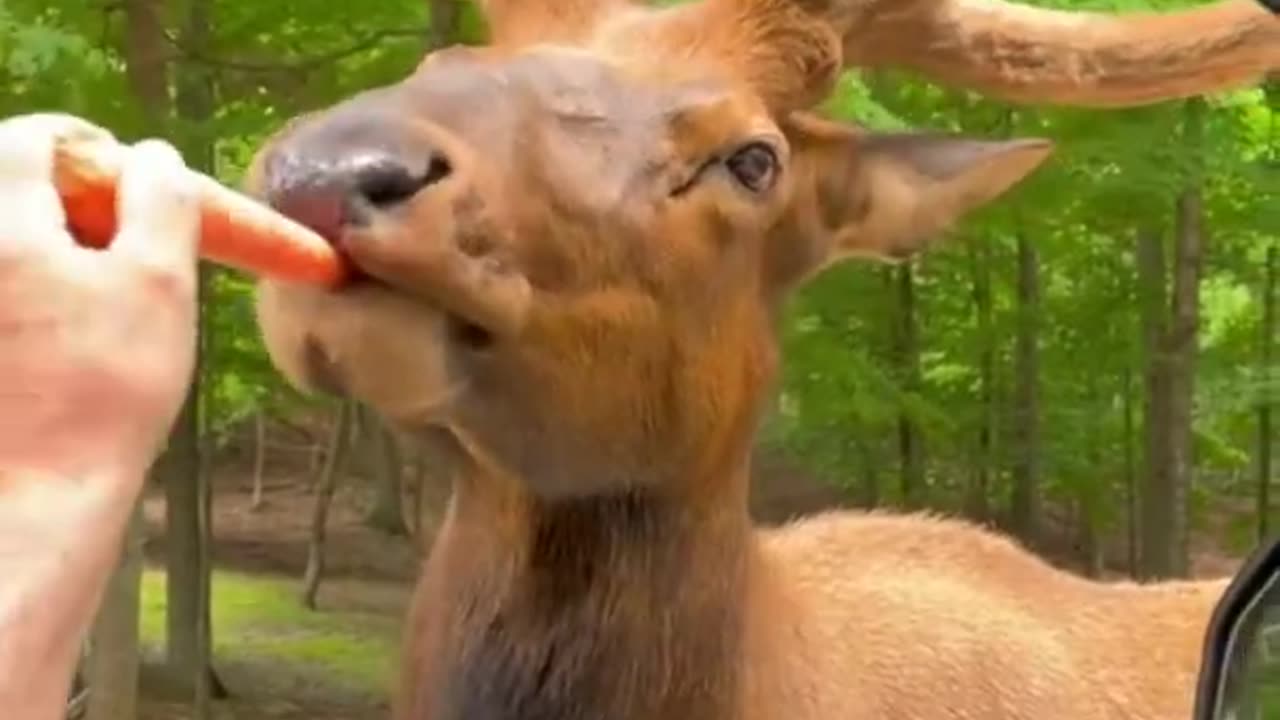 animal funny video !! #short