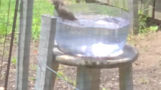Bird enjoying the home made "pool"