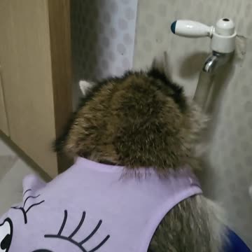 Raccoon washing his hands alone after a walk