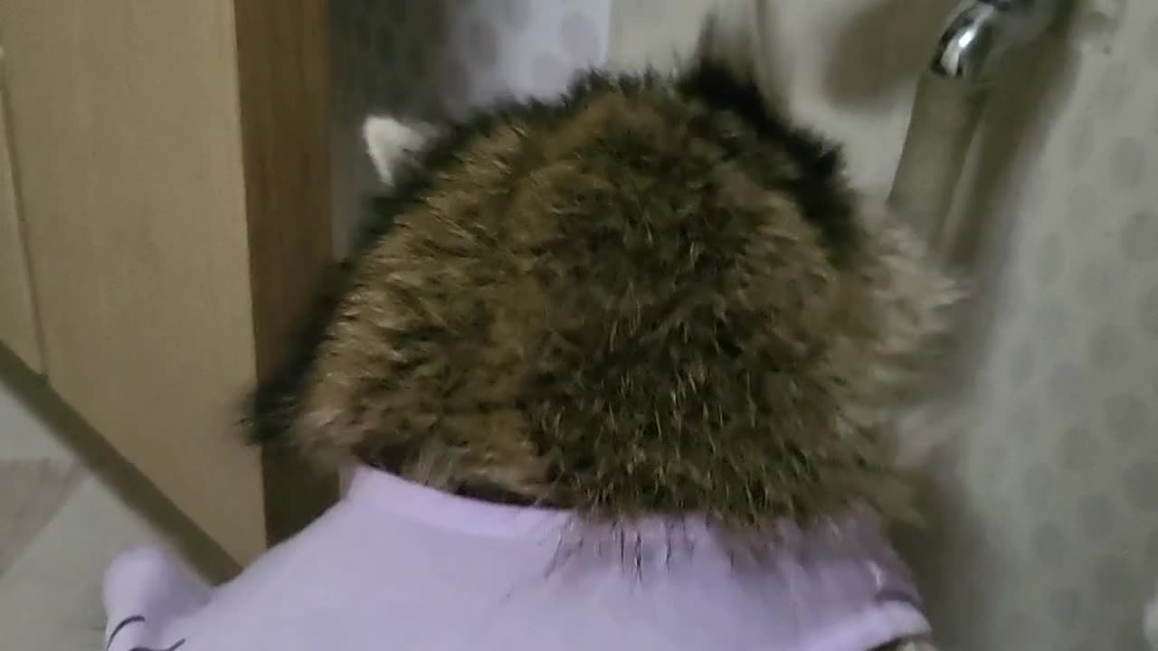 Raccoon washing his hands alone after a walk