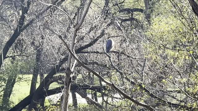 Great Blue Heron fledgling on a tree branch