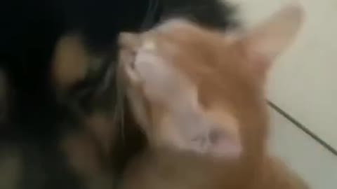 Cat kisses dog for saving it's life 😂😂 #shorts #cat #dog