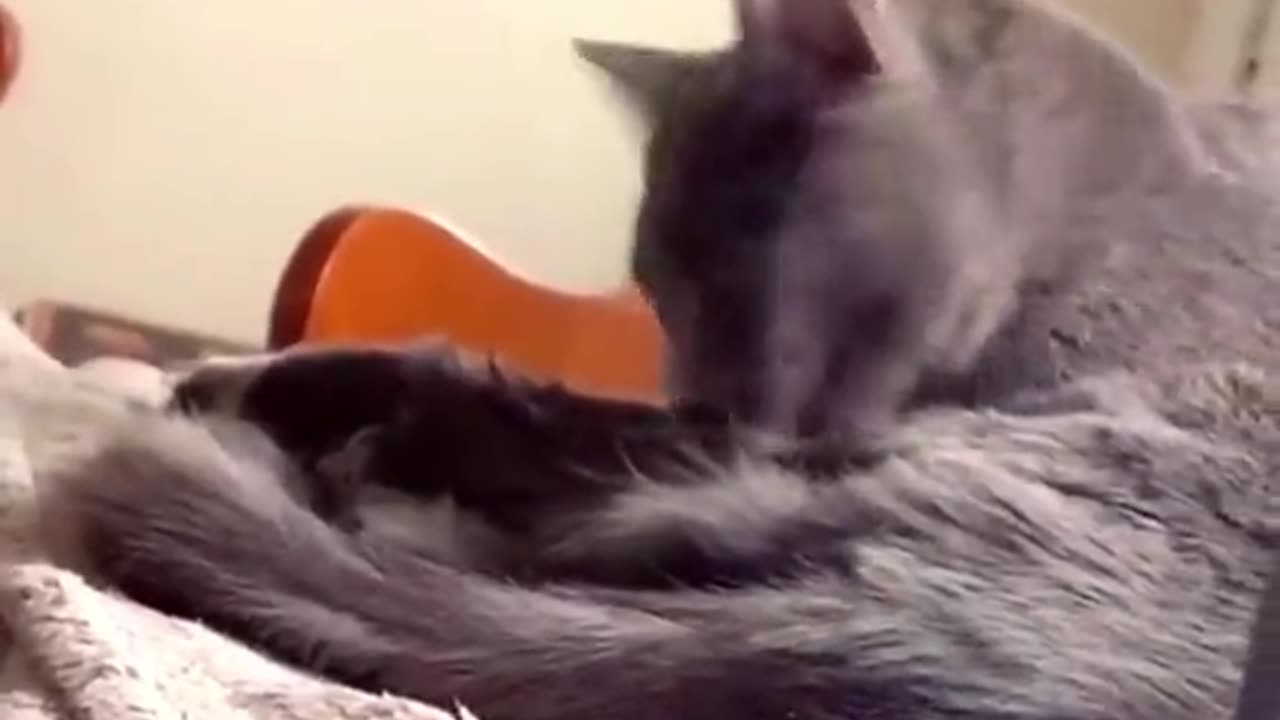 Cat Nice