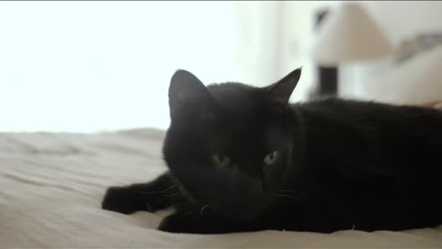 Black cat sitting on a white bed