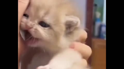 Cute 🥰 cat 😺 lovely moment's ❤️😍