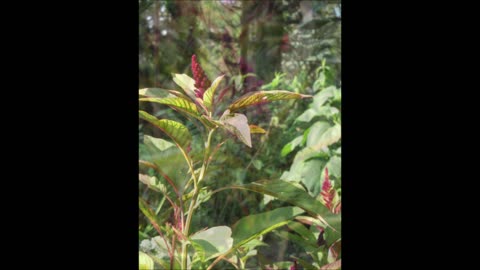 Enduring Love Amaranth Oct 2021